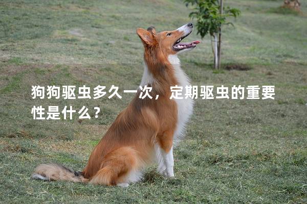 狗狗驅(qū)蟲多久一次，定期驅(qū)蟲的重要性是什么？