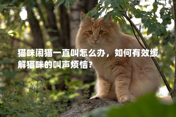 貓咪鬧貓一直叫怎么辦，如何有效緩解貓咪的叫聲煩惱？
