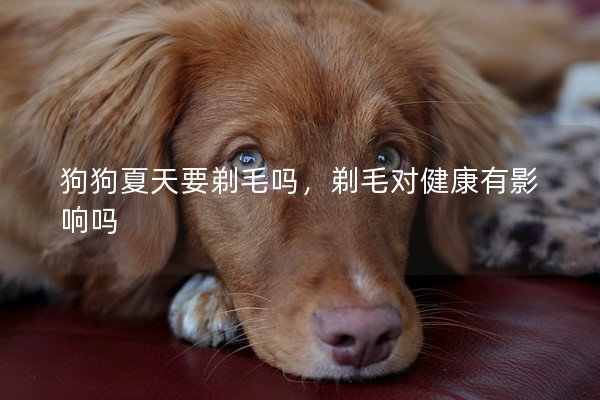 狗狗夏天要剃毛嗎，剃毛對健康有影響嗎