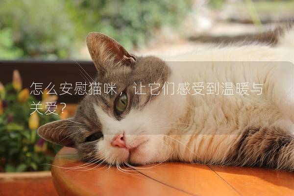 怎么安慰貓咪，讓它們感受到溫暖與關(guān)愛？