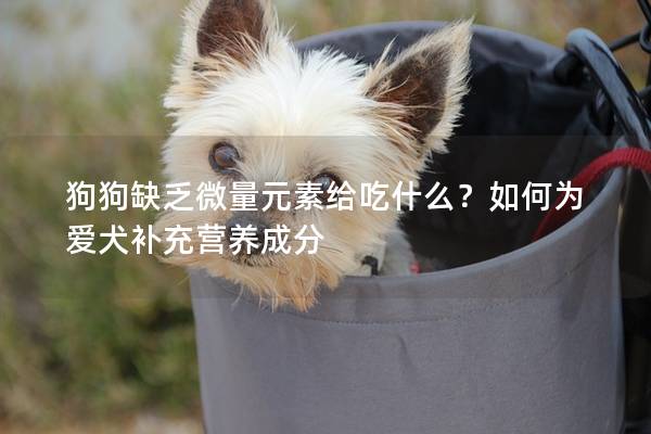 狗狗缺乏微量元素給吃什么？如何為愛犬補充營養成分