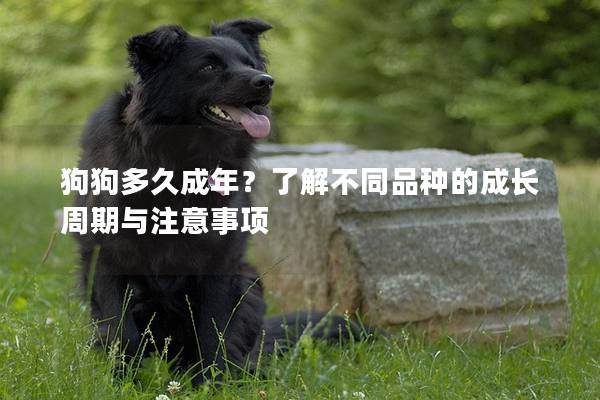 狗狗多久成年?了解不同品種的成長周期與注意事項 狗狗多久成年?了解不同品種的成長周期與注意事項