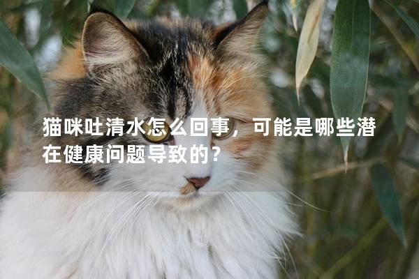 貓咪吐清水怎么回事，可能是哪些潛在健康問題導致的？