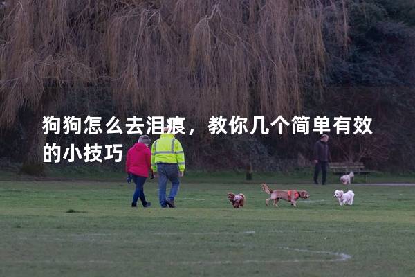 狗狗怎么去淚痕，教你幾個(gè)簡(jiǎn)單有效的小技巧