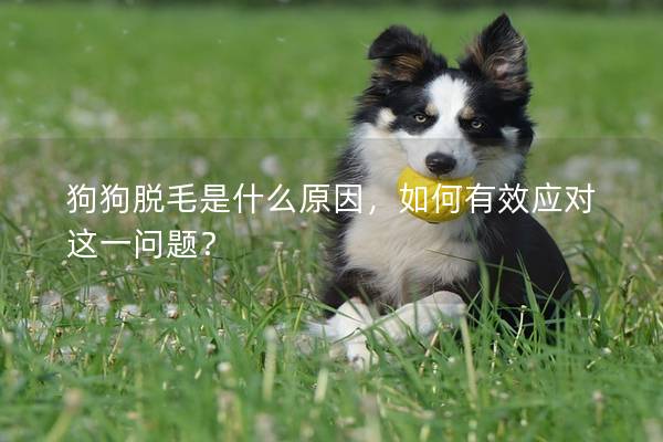 狗狗脫毛是什么原因，如何有效應對這一問題？