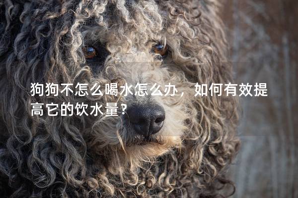 狗狗不怎么喝水怎么辦，如何有效提高它的飲水量？