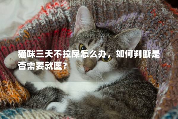 貓咪三天不拉屎怎么辦，如何判斷是否需要就醫？