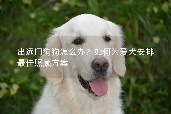 出遠門狗狗怎么辦？如何為愛犬安排最佳照顧方案