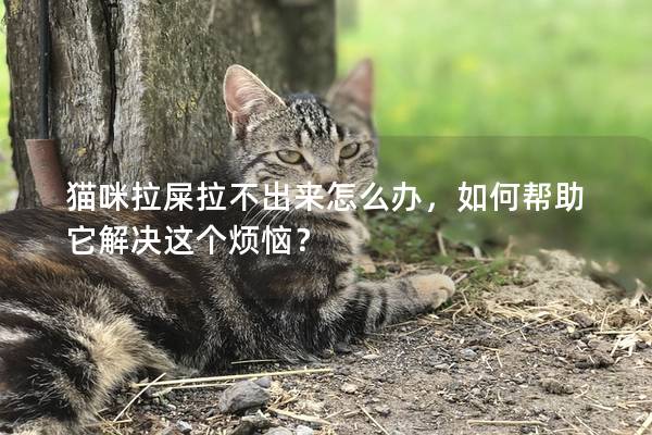 貓咪拉屎拉不出來怎么辦，如何幫助它解決這個煩惱？