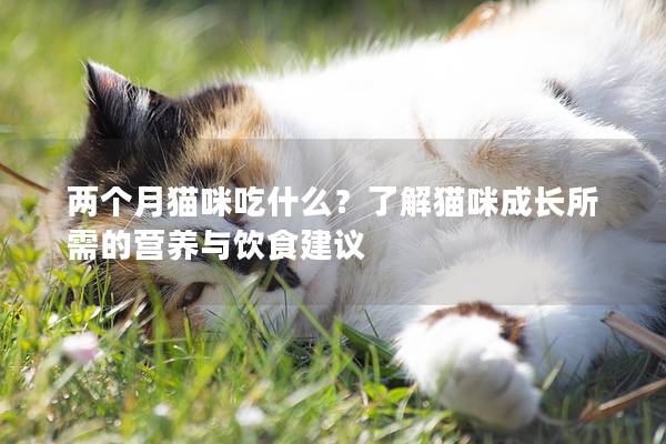 兩個月貓咪吃什么？了解貓咪成長所需的營養與飲食建議