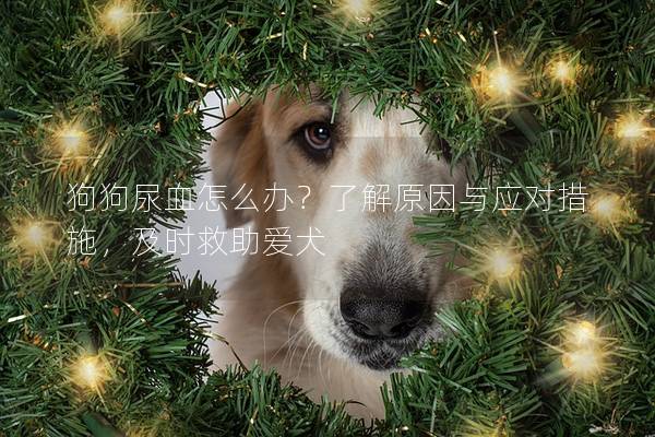 狗狗尿血怎么辦？了解原因與應對措施，及時救助愛犬
