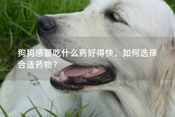 狗狗感冒吃什么藥好得快，如何選擇合適藥物？