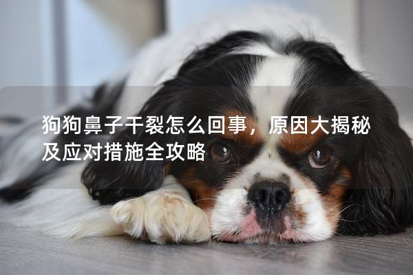 狗狗鼻子干裂怎么回事，原因大揭秘及應(yīng)對(duì)措施全攻略