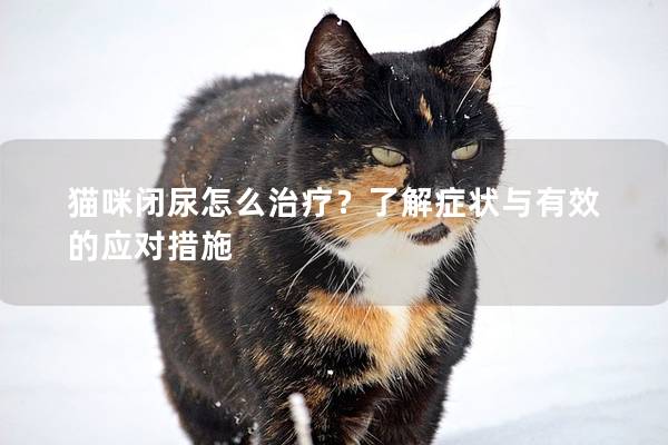 貓咪閉尿怎么治療？了解癥狀與有效的應(yīng)對措施
