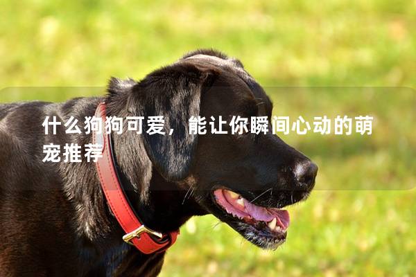 什么狗狗可愛,能讓你瞬間心動的萌寵推薦 什么狗狗可愛,能讓你瞬間心動的萌寵推薦