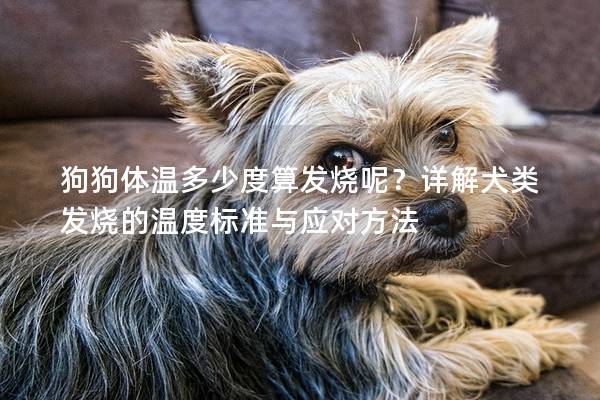 狗狗體溫多少度算發(fā)燒呢？詳解犬類發(fā)燒的溫度標準與應對方法