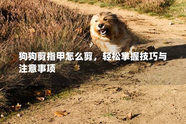 狗狗剪指甲怎么剪，輕松掌握技巧與注意事項