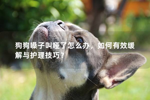 狗狗嗓子叫啞了怎么辦，如何有效緩解與護理技巧？