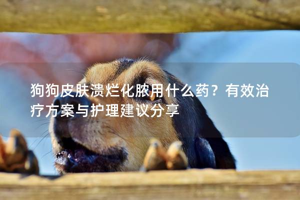 狗狗皮膚潰爛化膿用什么藥？有效治療方案與護理建議分享