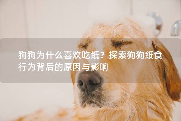 狗狗為什么喜歡吃紙？探索狗狗紙食行為背后的原因與影響