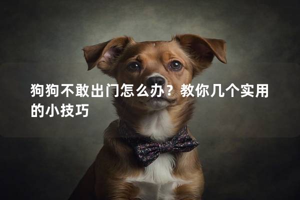 狗狗不敢出門怎么辦？教你幾個實用的小技巧