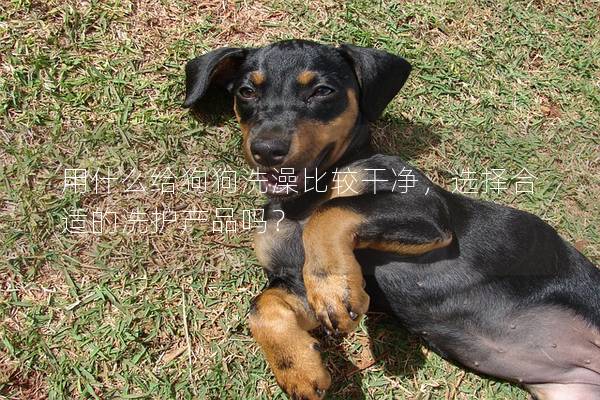 用什么給狗狗洗澡比較干凈，選擇合適的洗護(hù)產(chǎn)品嗎？