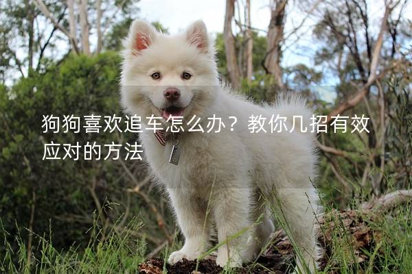 狗狗喜歡追車怎么辦？教你幾招有效應對的方法