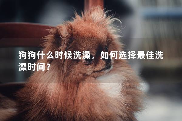 狗狗什么時(shí)候洗澡，如何選擇最佳洗澡時(shí)間？