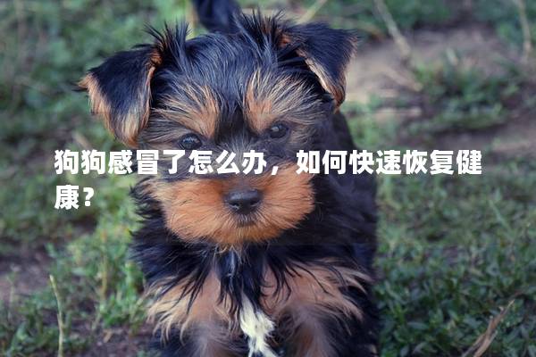 狗狗感冒了怎么辦，如何快速恢復健康？