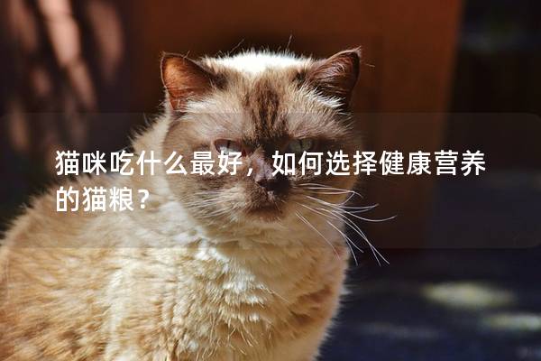 貓咪吃什么最好，如何選擇健康營養的貓糧？