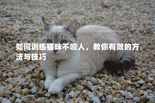 如何訓練貓咪不咬人，教你有效的方法與技巧
