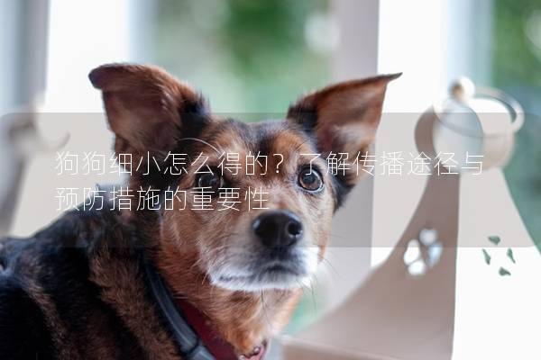 狗狗細小怎么得的？了解傳播途徑與預防措施的重要性