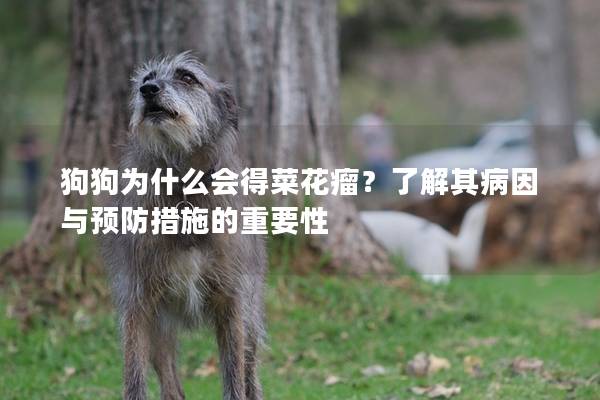 狗狗為什么會得菜花瘤？了解其病因與預(yù)防措施的重要性