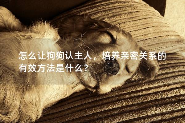怎么讓狗狗認(rèn)主人，培養(yǎng)親密關(guān)系的有效方法是什么？