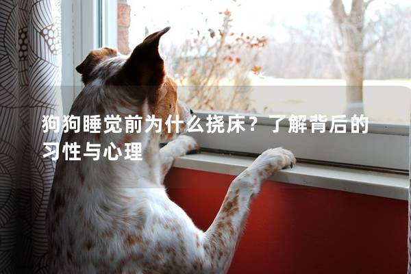 狗狗睡覺前為什么撓床？了解背后的習性與心理