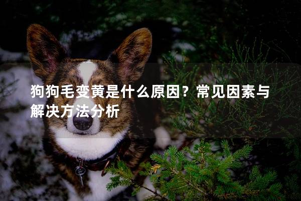 狗狗毛變黃是什么原因？常見(jiàn)因素與解決方法分析