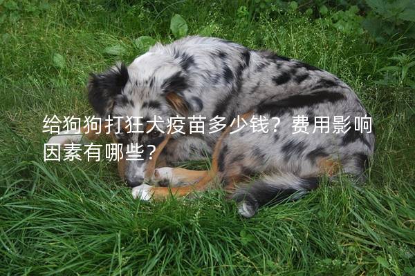 給狗狗打狂犬疫苗多少錢？費(fèi)用影響因素有哪些？