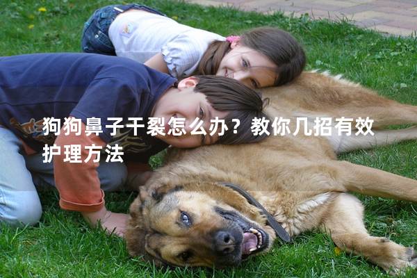 狗狗鼻子干裂怎么辦？教你幾招有效護理方法