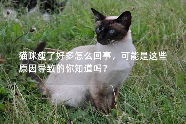 貓咪瘦了好多怎么回事，可能是這些原因?qū)е碌哪阒绬幔?></em><p>貓咪瘦了好多怎么回事，可能是這些原因?qū)е碌哪阒绬幔?/p><span>2024-12-12</span></a></li> 
                                            </ul>
                                        </div>

                                        <div   id=