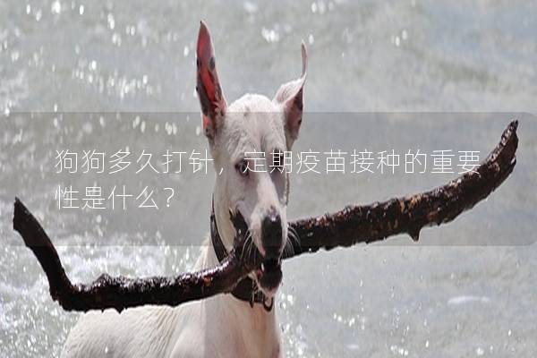狗狗多久打針,定期疫苗接種的重要性是什么? 狗狗多久打針,定期疫苗接種的重要性是什么?