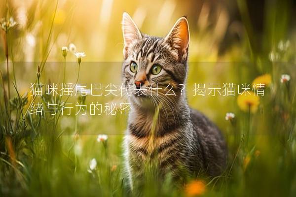 貓咪搖尾巴尖代表什么？揭示貓咪情緒與行為的秘密