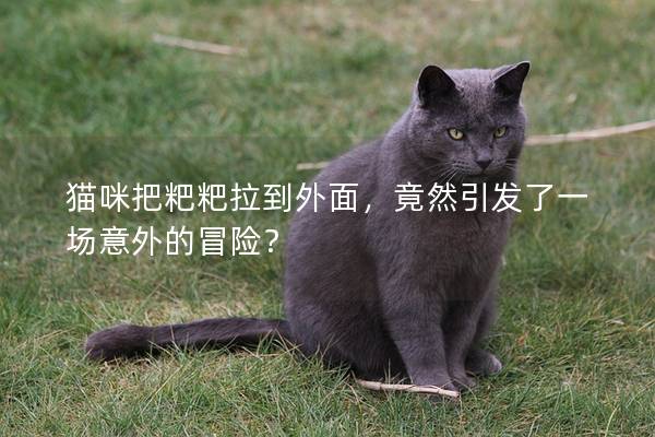 貓咪把粑粑拉到外面,竟然引發(fā)了一場意外的冒險(xiǎn)? 貓咪把粑粑拉到外面,竟然引發(fā)了一場意外的冒險(xiǎn)?