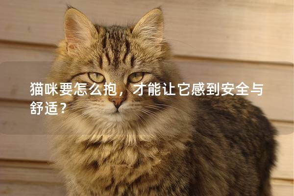 貓咪要怎么抱，才能讓它感到安全與舒適？