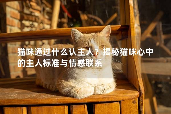 貓咪通過什么認主人？揭秘貓咪心中的主人標準與情感聯系