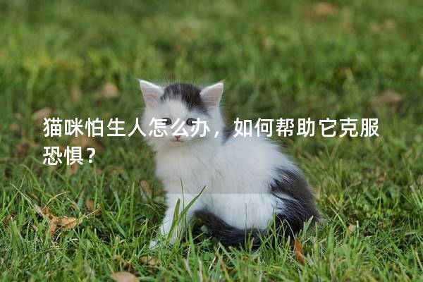 貓咪怕生人怎么辦，如何幫助它克服恐懼？