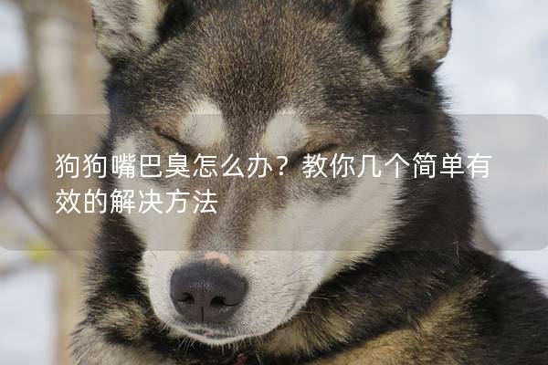 狗狗嘴巴臭怎么辦？教你幾個簡單有效的解決方法