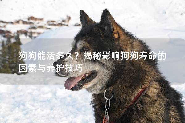 狗狗能活多久？揭秘影響狗狗壽命的因素與養護技巧