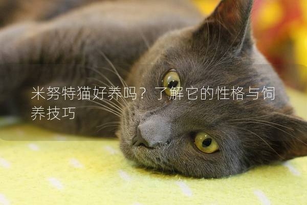 米努特貓好養(yǎng)嗎？了解它的性格與飼養(yǎng)技巧