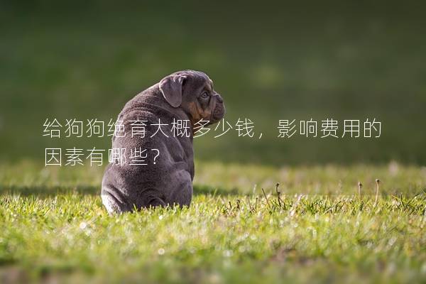給狗狗絕育大概多少錢,影響費用的因素有哪些? 給狗狗絕育大概多少錢,影響費用的因素有哪些?