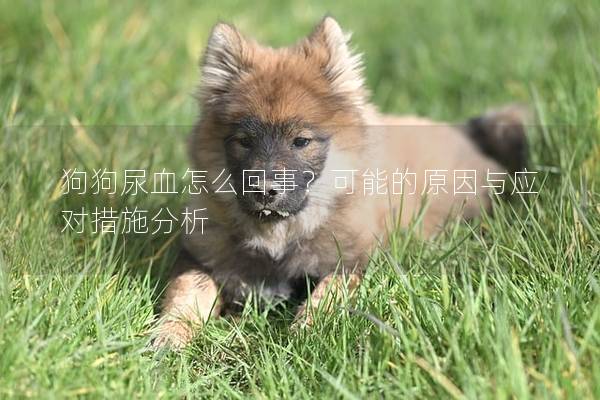 狗狗尿血怎么回事？可能的原因與應對措施分析